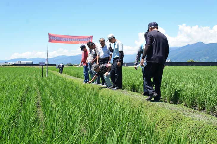 黃文益助理研究員於田間說明蠅翼草特性及優點